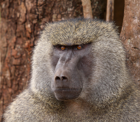 Portret van een baviaan