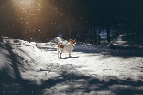 Kwispel enjoying the snow!