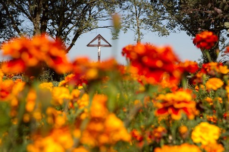 Afrikanen in Nederland