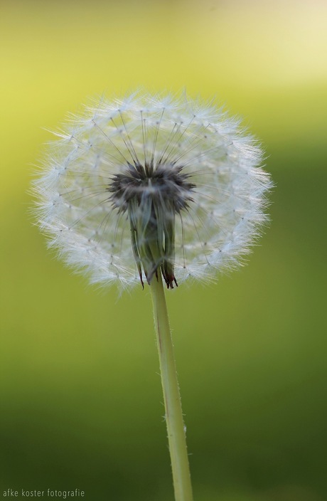 Dandelion