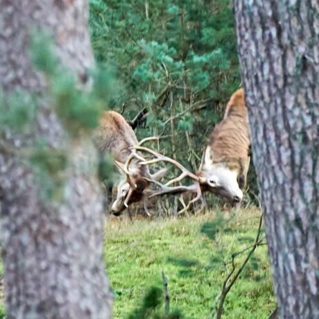 Krachtmeting op de Hoge Veluwe