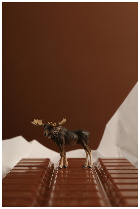 chocolate moose