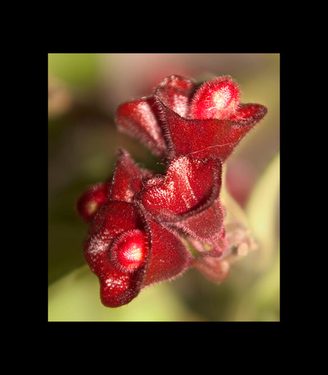 Bloemetjes