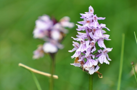 Gevlekte orchis