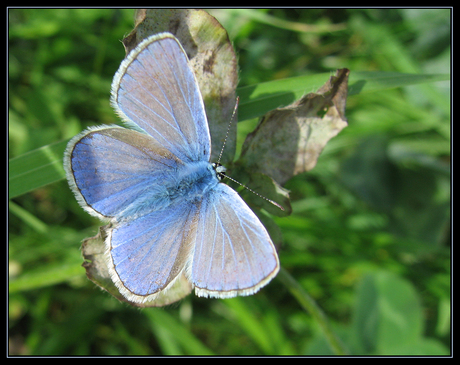 Icarus blauwtje (mannetje)