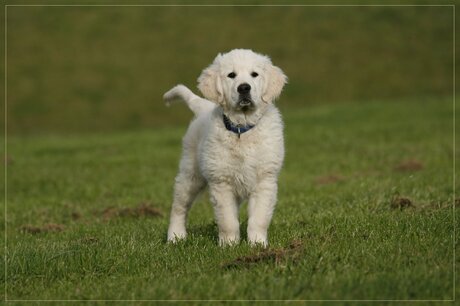 puppy power