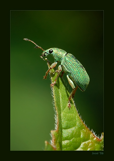 Groene bladsnuitkever