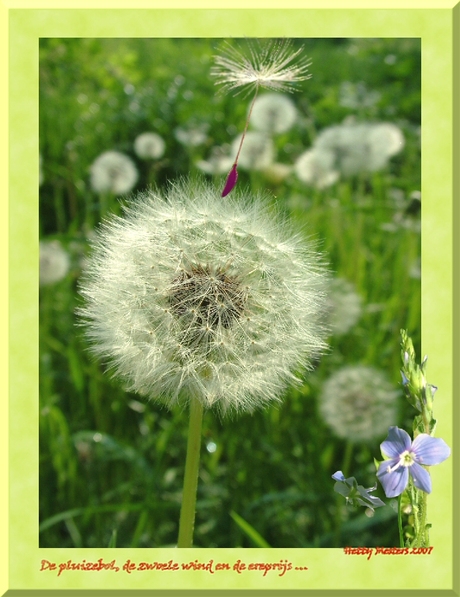 De pluizebol, de wind en de ereprijs