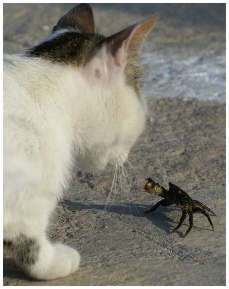 Kat vs krab