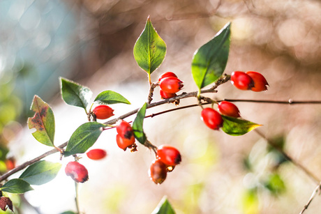 Red berries