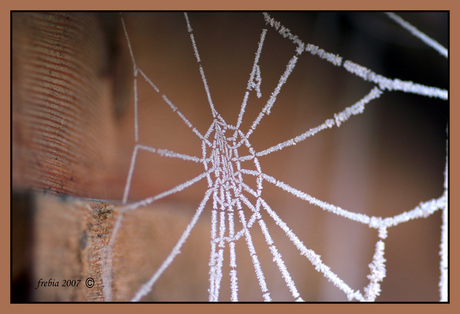 frozen web