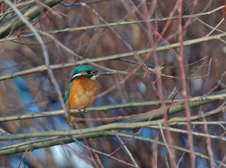 ijsvogel