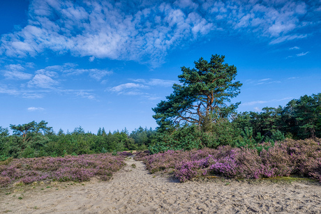 Terhorsterzand nabij Beilen