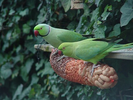 bij mij in de tuin