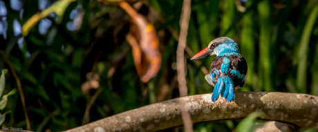 blue breasted kingfisher, teugelijsvogel