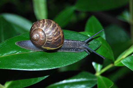 Escargot