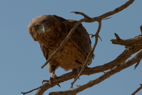 Bateleur Juvenile