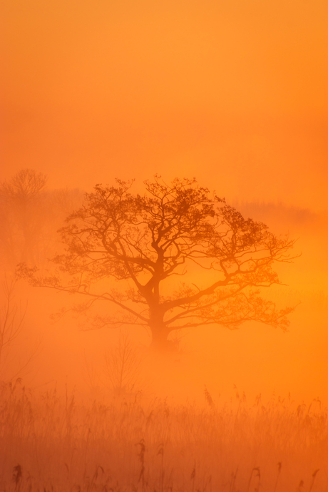 Boom in de mist tijdens zonsopkomst