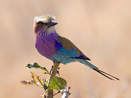 Lilac breasted roller