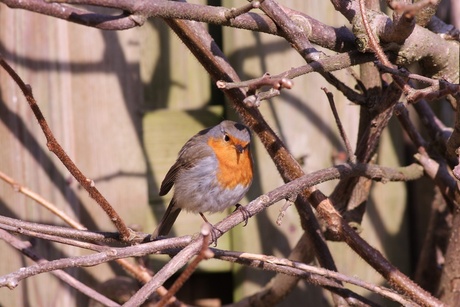 Roodborst