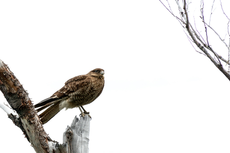 Chimango caracara