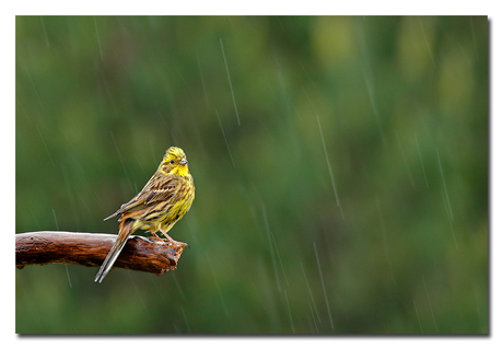 Geelgors in de regen