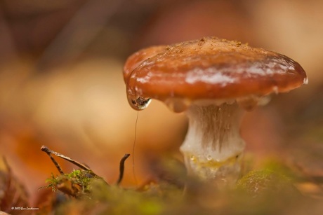 Ik ben een beetje een klein......nat paddenstoeltje