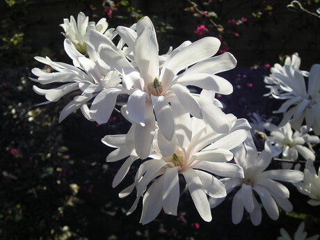 witte magnolia's