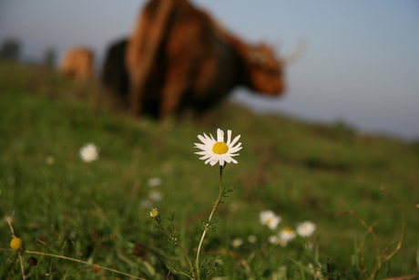 bloem en rund