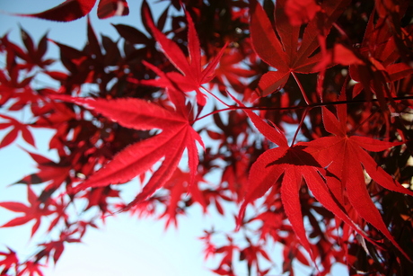 Japanse Esdoorn