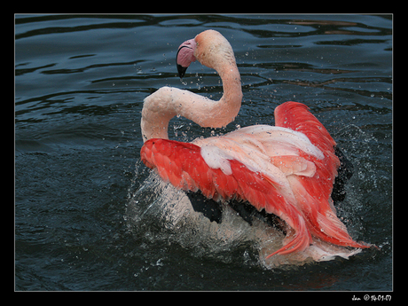 Splish Splash Flamingo
