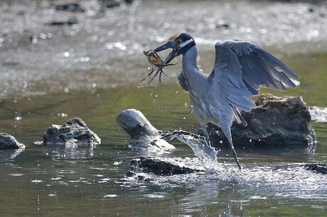 Toch wel eng zo'n grote crab...