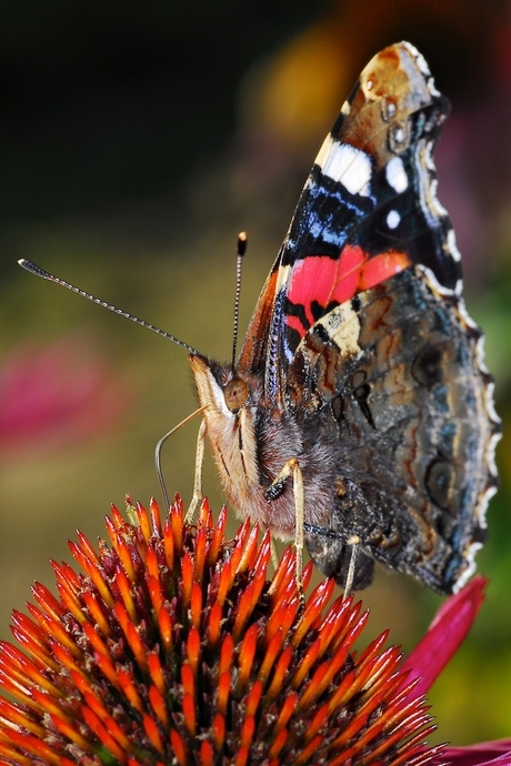 Vlindertje