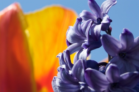 Hyacinthen en een tulp
