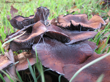 Paddestoelen