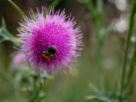 bij op bloem