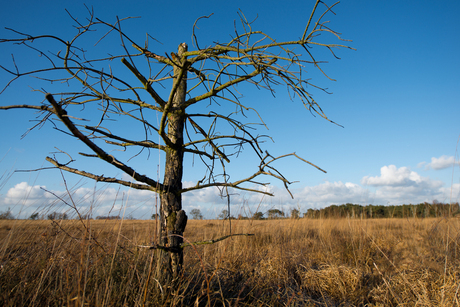 Kalmthoutseheide/ven