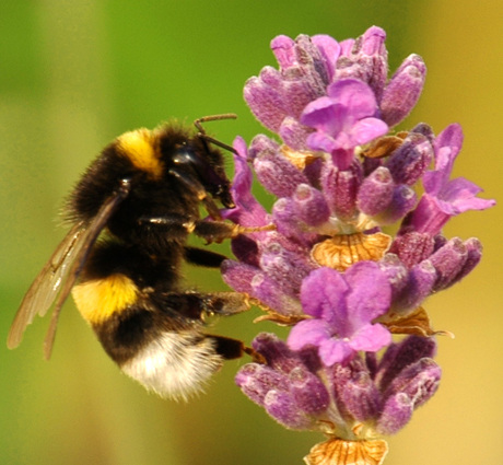 Lekker die lavendel