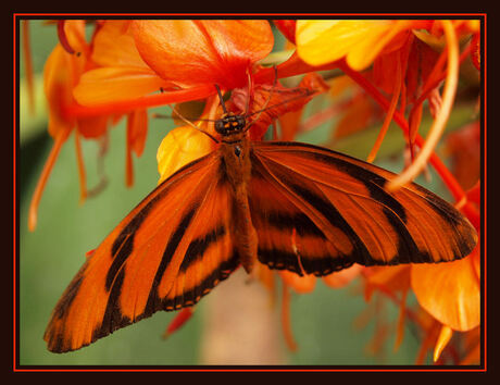 vlinder in het oranje