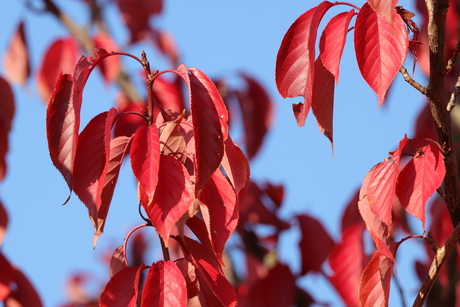 Herfstkleuren in de zon