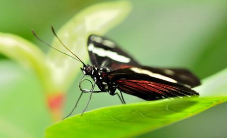 Vlindertuin emmen