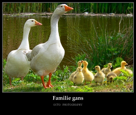 Familie gans