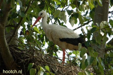 ooievaar op nest