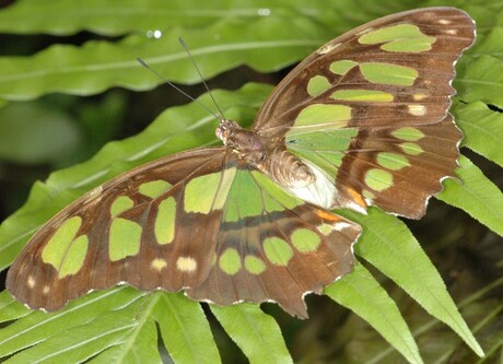 Nieuwe vlinder Blijdorp 2