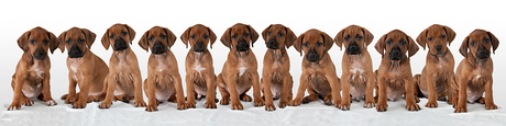 Nest Rhodesian Ridgebacks