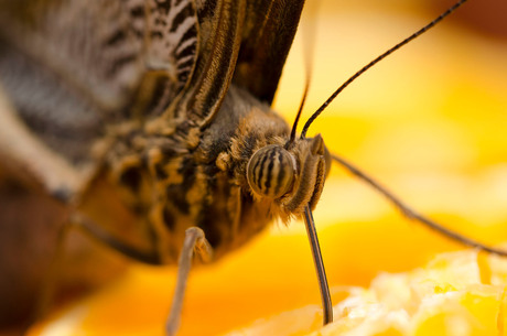 Caligo teucer