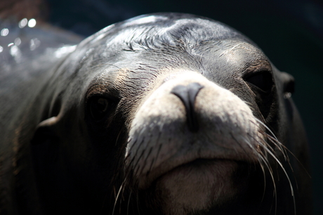 Calefornische zeeleeuw