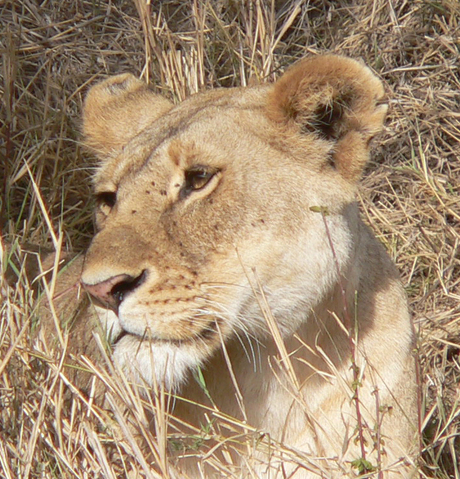 Leeuwin, Kenia 2006.jpg