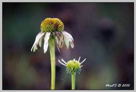 Herfst bloem