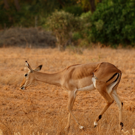 The Wild Life of a female Impala